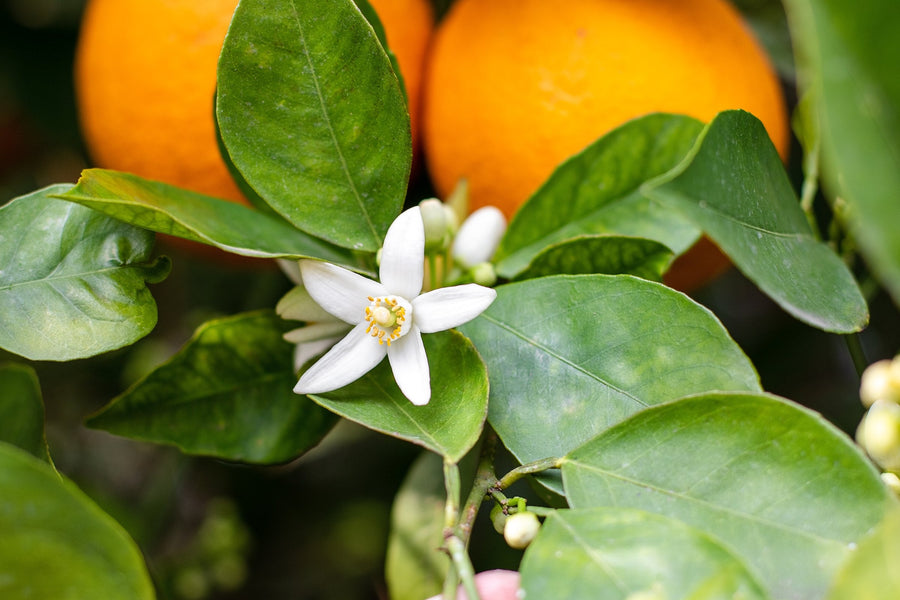 Neroli: o que é, que aroma tem e o que faz numa fragrância
